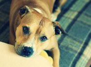 American staffordshire terrier