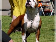 American staffordshire terrier
