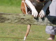 Salamandra Mon-Staff