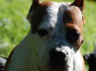 American staffordshire terrier