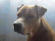 American staffordshire terrier