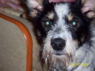 pies nika