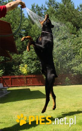 Doberman