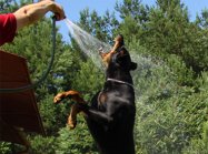pies Doberman