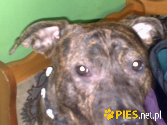 BRUTUS