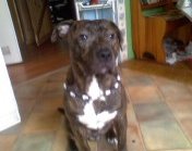 BRUTUS