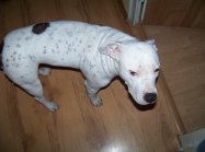 pies Luna
