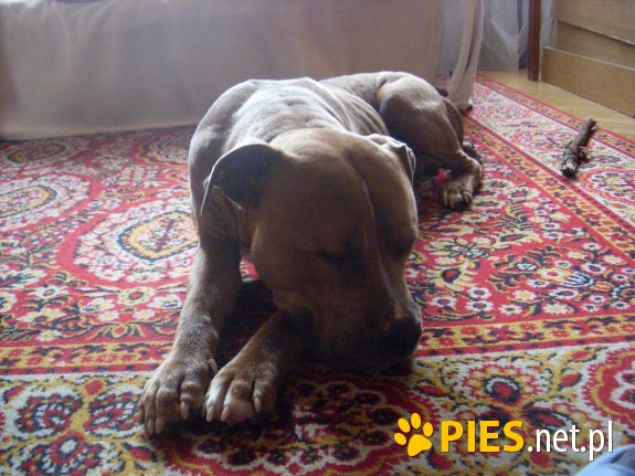 Pierwszy dzień po adopcji z lecznicy.
