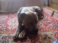 American staffordshire terrier