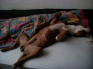 pies Poranek ^^