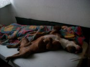 American staffordshire terrier