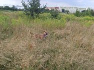 American staffordshire terrier