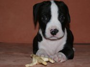 American staffordshire terrier