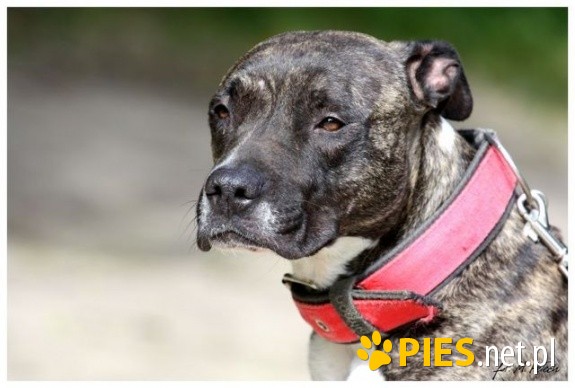 Wspaniala Amstaff ka ELZA! Zdradzona po latach!