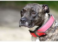 Wspaniala Amstaff ka ELZA! Zdradzona po latach!