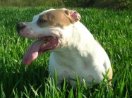American staffordshire terrier