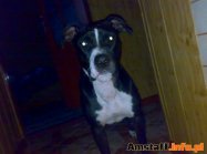 pies Luna