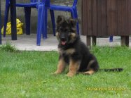 Vito