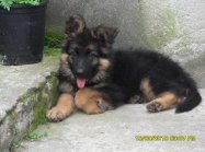 pies Vito