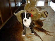 American staffordshire terrier