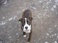 pies XENA