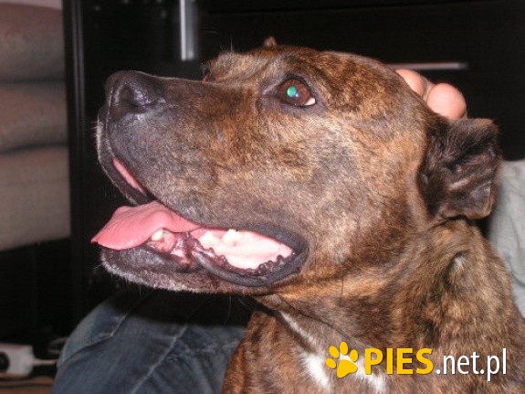 Piękna amstaff ka SALSA cudem uratowana!