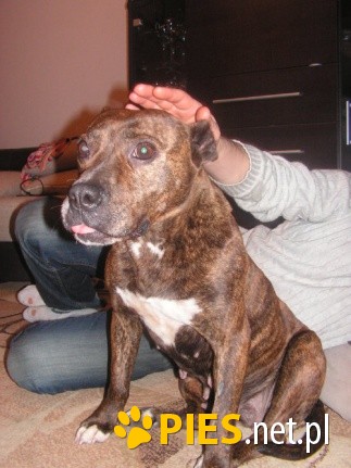 Piękna amstaff ka SALSA cudem uratowana!