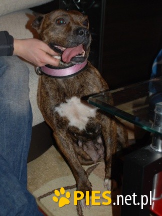Piękna amstaff ka SALSA cudem uratowana!