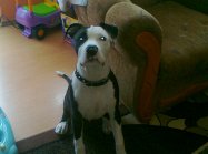 American staffordshire terrier
