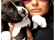 American staffordshire terrier