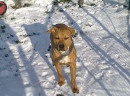 American staffordshire terrier
