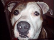American staffordshire terrier