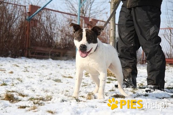 Amstaff CZESIO kochany sportowiec szuka swojego trenera!