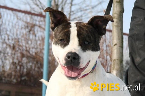 Amstaff CZESIO kochany sportowiec szuka swojego trenera!