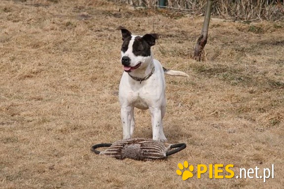 Amstaff CZESIO kochany sportowiec szuka swojego trenera!