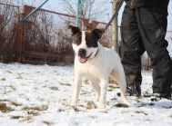 Amstaff CZESIO kochany sportowiec szuka swojego trenera!