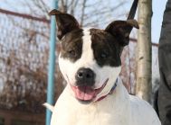 Amstaff CZESIO kochany sportowiec szuka swojego trenera!