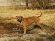 American staffordshire terrier