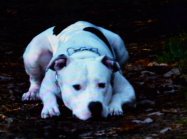 American staffordshire terrier