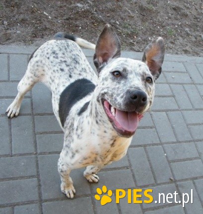 Piękna BAJKA czeka na swój happy end! Cudna Amstaff ka !