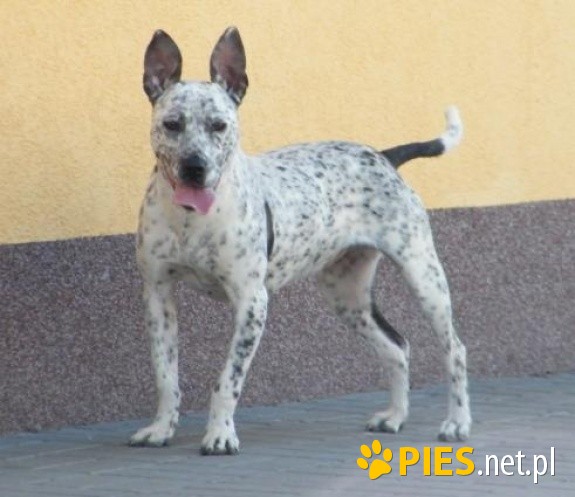 Piękna BAJKA czeka na swój happy end! Cudna Amstaff ka !