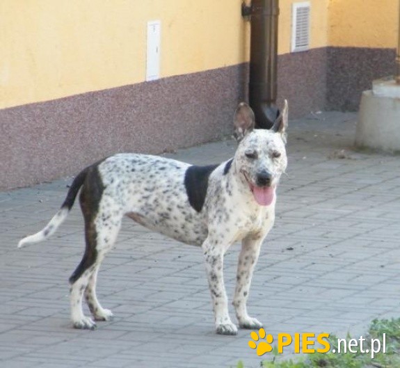 Piękna BAJKA czeka na swój happy end! Cudna Amstaff ka !
