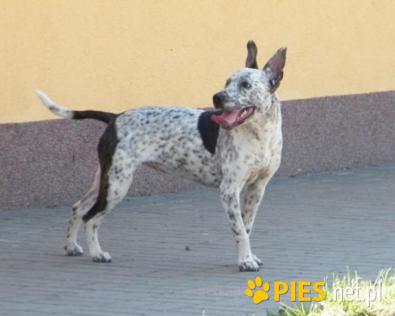 Piękna BAJKA czeka na swój happy end! Cudna Amstaff ka !