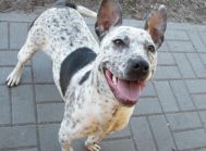 Piękna BAJKA czeka na swój happy end! Cudna Amstaff ka !