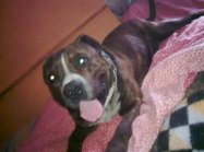 pies Rocki & tyson