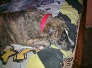 American staffordshire terrier