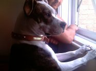 pies Sasha