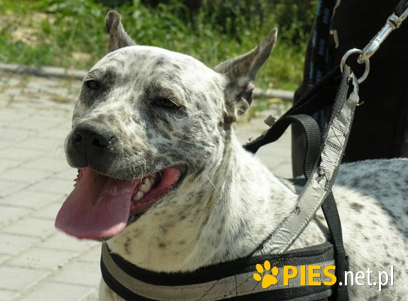 Niepowtarzalna BAJKA Amstaff czeka na happy end!