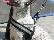 Niepowtarzalna BAJKA Amstaff czeka na happy end!