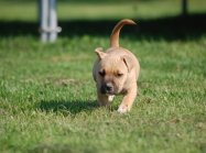 American staffordshire terrier